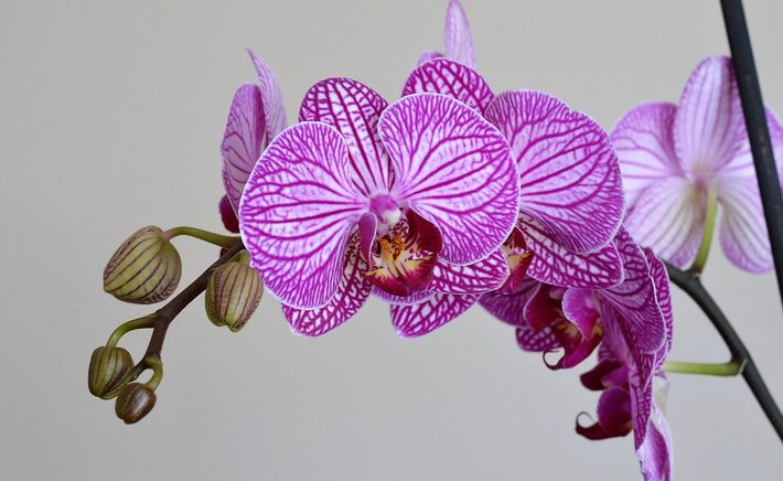 Paper Flower Backdrops: Layering Petals for a Photo-Ready Wall